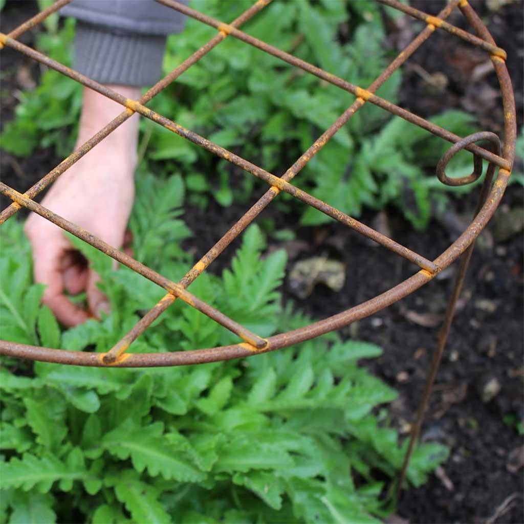 plant frame Round Grow Through Frame - Metal Plant Support - Rustic