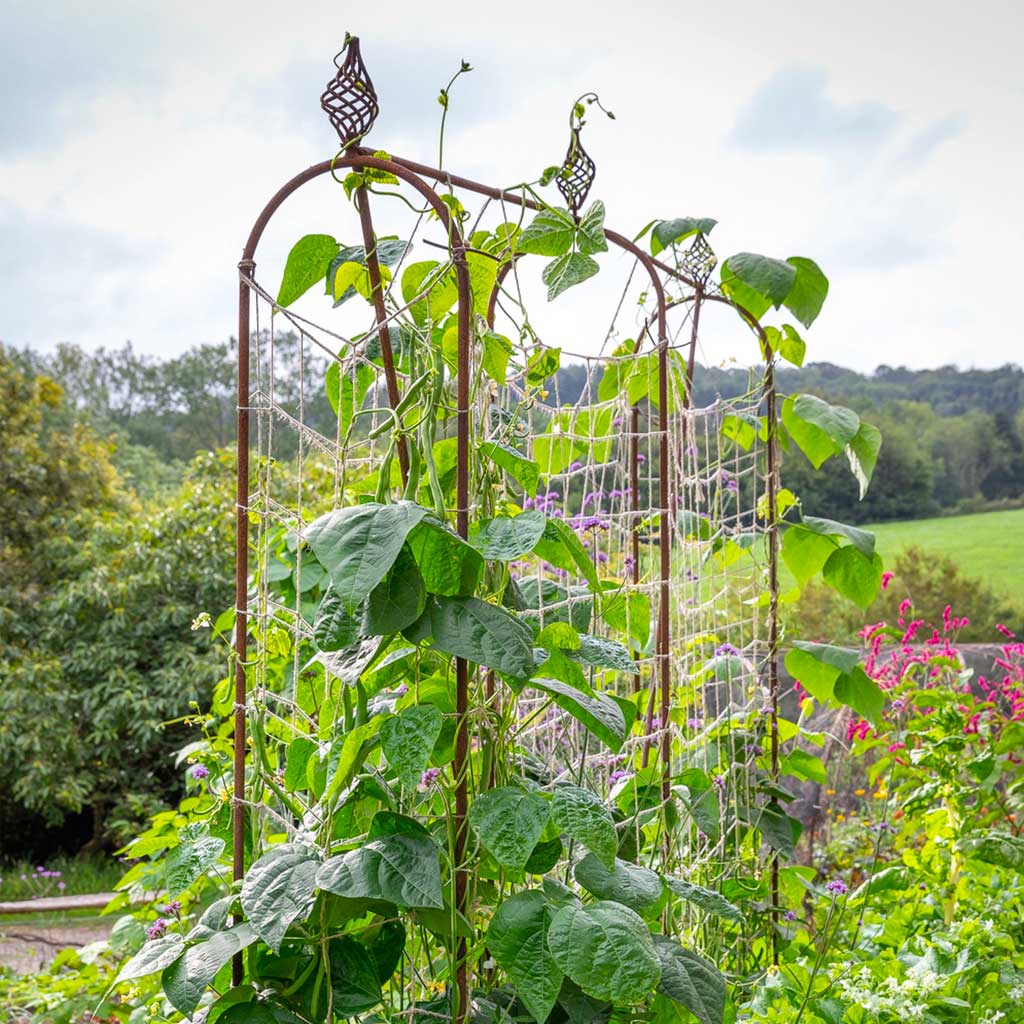 ★　Beans　★ Elegance Runner Bean Frame | Plant Frames | Agriframes USA