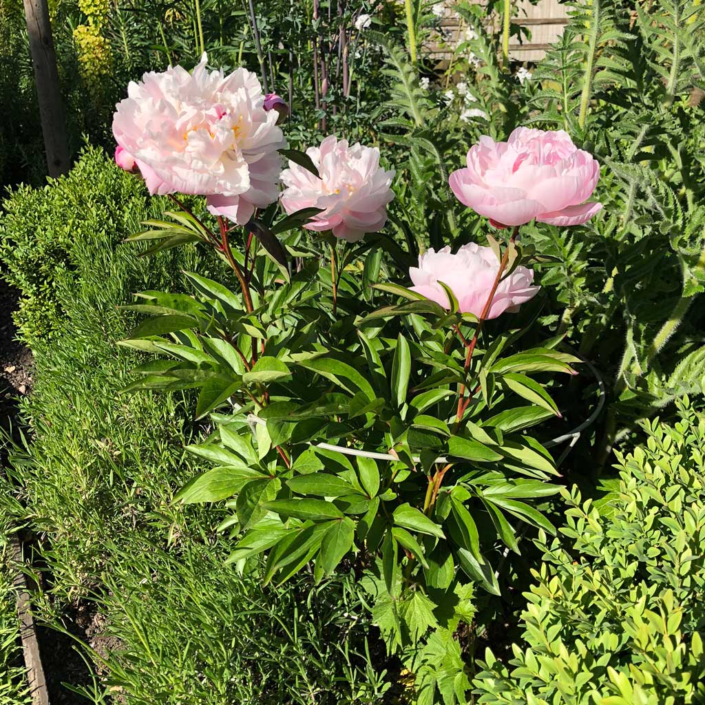 Fluted Peony Support | Plant Frames And Supports | Agriframes USA