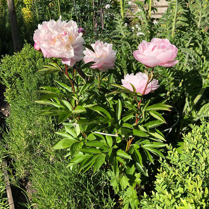 Fluted Peony Support | Plant Frames And Supports | Agriframes USA