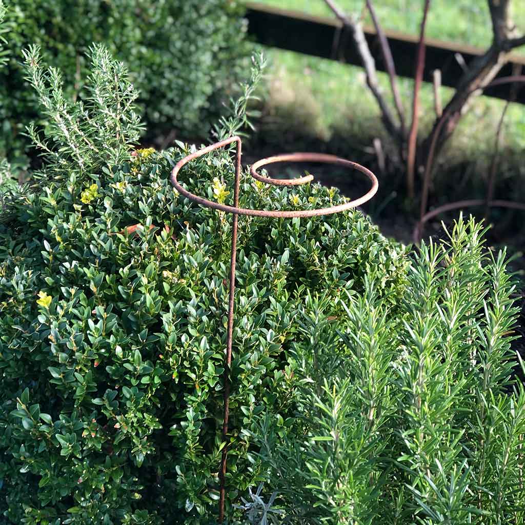spiral trellis for plants Spiral Plant Supports – Pack of 3 Steel Supports H75 cm