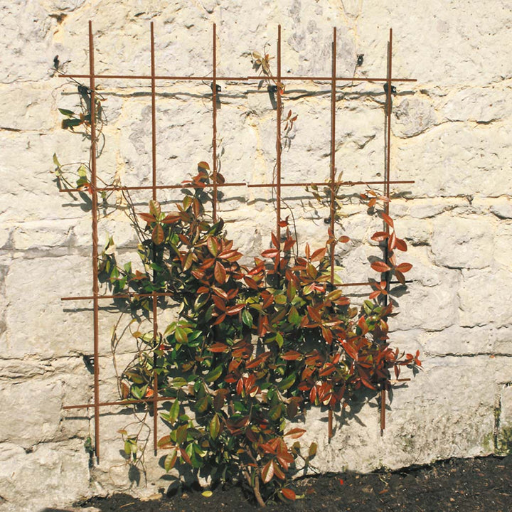 wooden square trellis Square Trellis