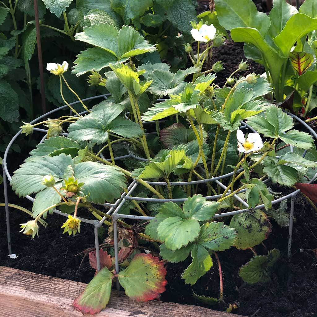 Strawberry Plant Support